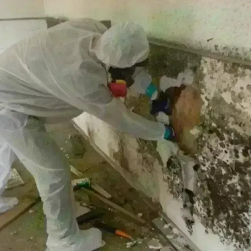 Mold Remediation and Removal in Chaska, MN